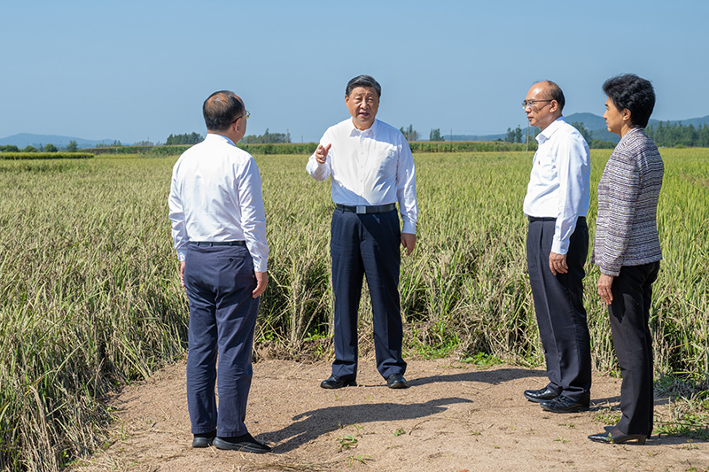 9月6日至8日，中共中央總書記、國家主席、中央軍委主席習(xí)近平在黑龍江考察。這是7日上午，習(xí)近平在遭受洪澇災(zāi)害的哈爾濱尚志市老街基鄉(xiāng)龍王廟村，察看水稻受災(zāi)情況。